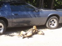 Aug 2010 (59)Zeus.jpg