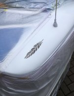 IMG_2989.jpeg