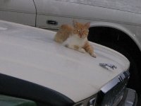 IMG_0102.JPG