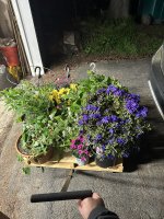 IMG_4909.jpeg IMG_4909.jpeg