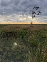 IMG_1496.JPG
