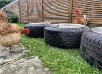 IMG_5706.jpeg