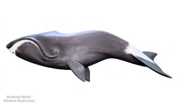Bowhead Whale.jpg