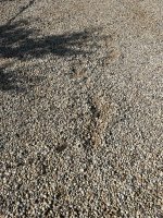 IMG_0933.jpg