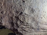 IMG_2323.jpeg