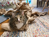 IMG_0519.jpeg