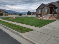 lawn1.jpg