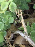 Praying-mantis.jpg