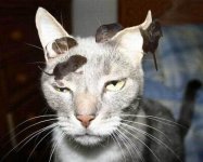 cat - mouse.jpg