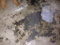 Floor Stain.JPG