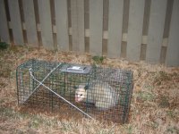 Possum2.JPG