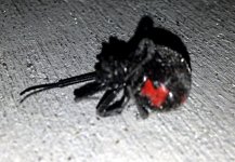 black window 1.jpg