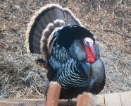 Big Tom 04-2014 (3).jpg