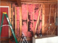 Moldy insulation 1.jpg