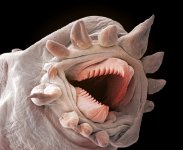 ironworm.jpg