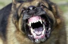 dog.jpg dog.jpg