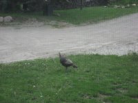 Wild Turkey.jpg