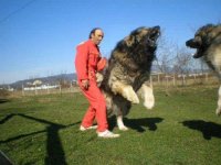 russian-prison-dogs-the-size-of-bears-gllhrpwq.jpg