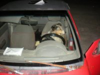 Merlin driving my Geo Metro.jpg