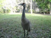2711-Sand-Hill-Crane-22.JPG