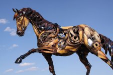 horse.jpg
