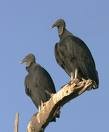 vultures.jpg
