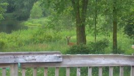 fawn.jpg