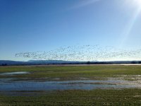 snowgeese1.jpg