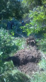 1st tree of the day.jpg