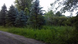 last pine section 1a.jpg