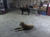 THE GARAGE DOGS.jpg