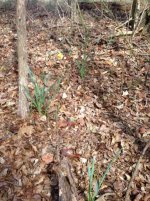 IMG_2140 (480x640).jpg