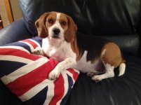 Beagle on gj.jpg