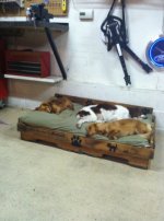 dogs.jpg