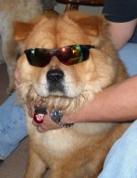 kola shades.jpg