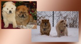 The Brothers Chow.jpg