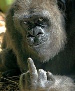 GorrilaGivingTheFinger.jpg