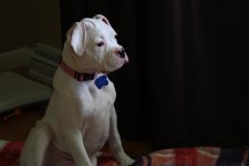 Chloe2.jpg