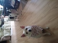 dogsofmine.jpg
