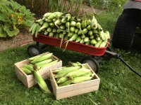 harvest10.jpg