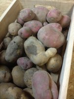 harvest11.jpg
