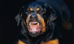 rottweiler.jpg