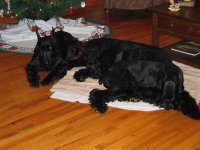 dogs, 2006 008.jpg