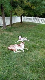 Dogs.jpg