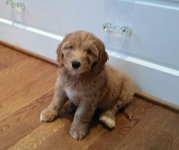 Stella puppy.jpg