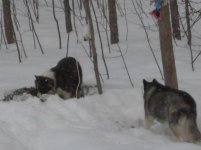 IMG_2241.jpg