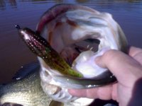 wild acres fish pic .jpg