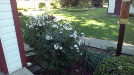 IMG_20150923_095504.jpg