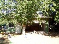 tree-front.jpg