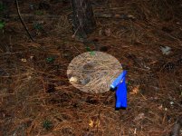 ClearingIII-30.jpg